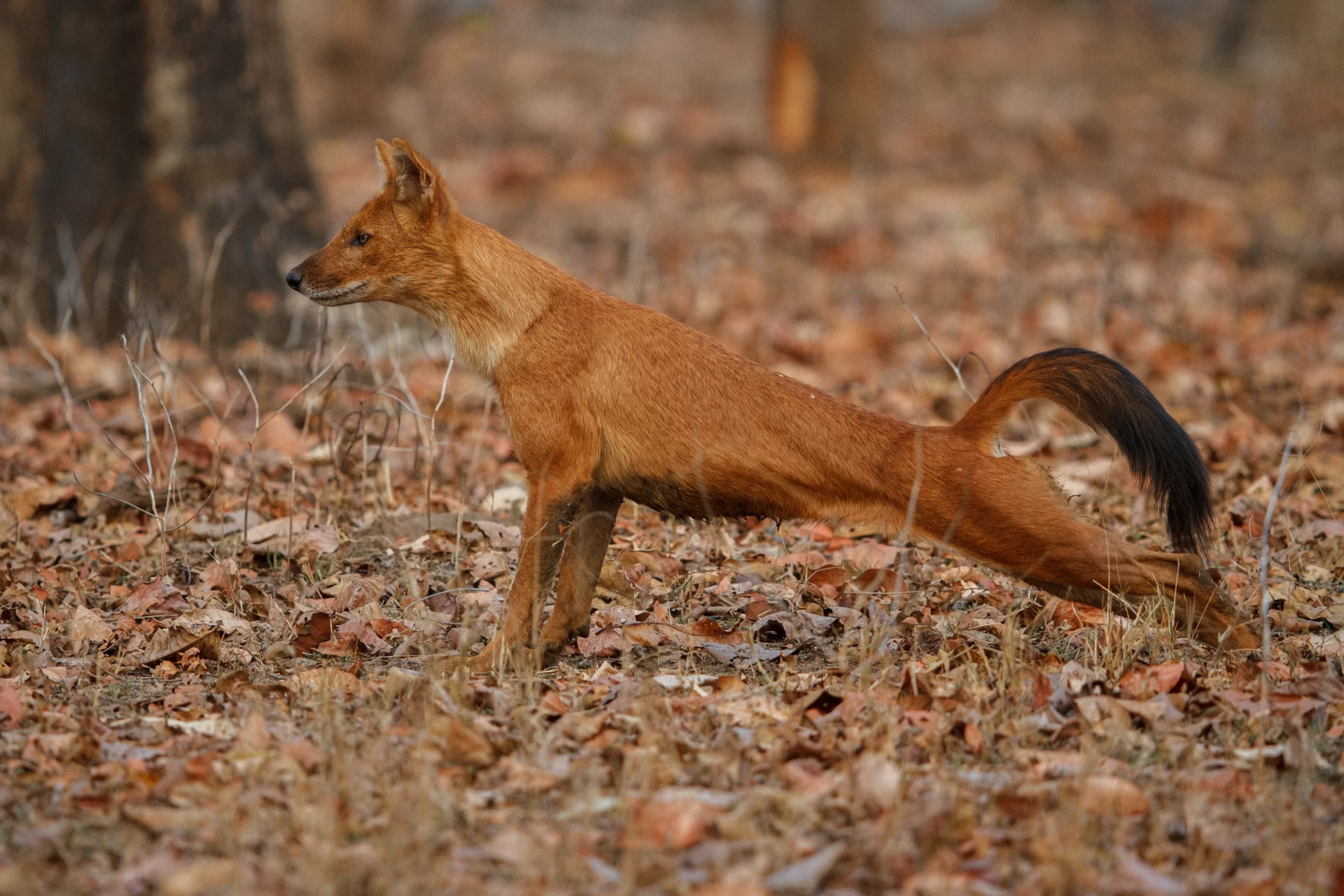 Social behavior and Communication between Foxes.