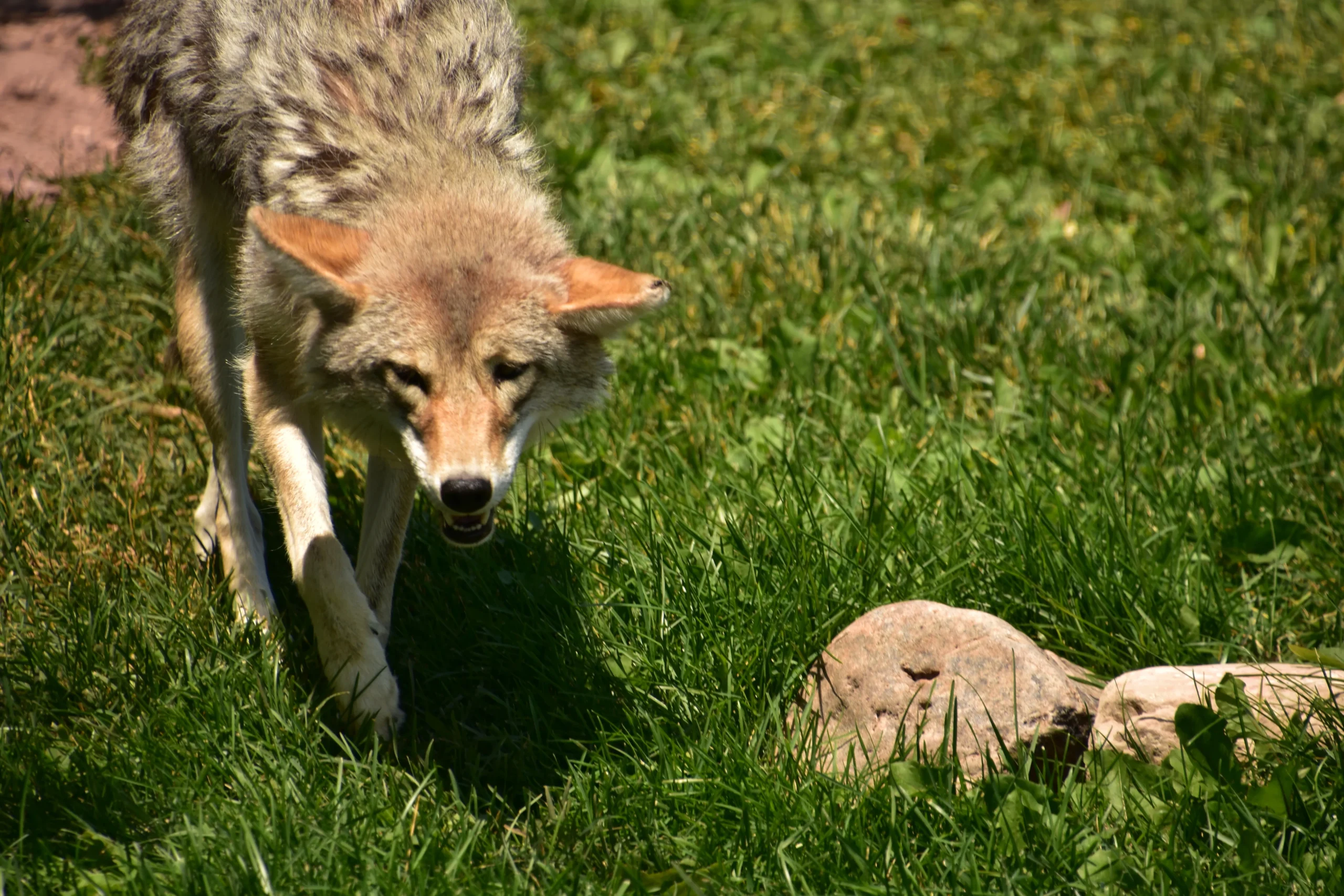 The contribution of Foxes in Ecosystems Balance.
